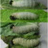carch alceae larva5 volg32